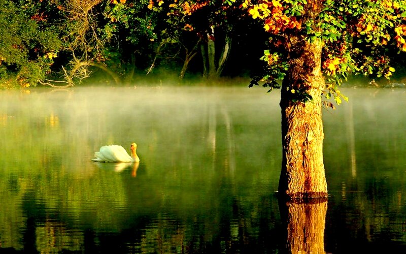 White Swan on Lake — Green, Serene