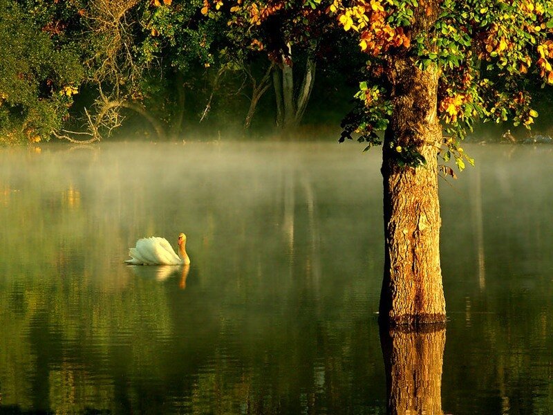 White Swan on Lake — Green