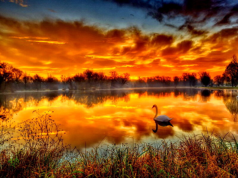 White Swan on Lake — Orange, Dramatic, Sunset, Photograph