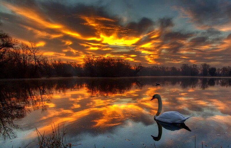 White Swan on Lake — Orange, Dramatic, Sunset, Photograph, Trees, Sky
