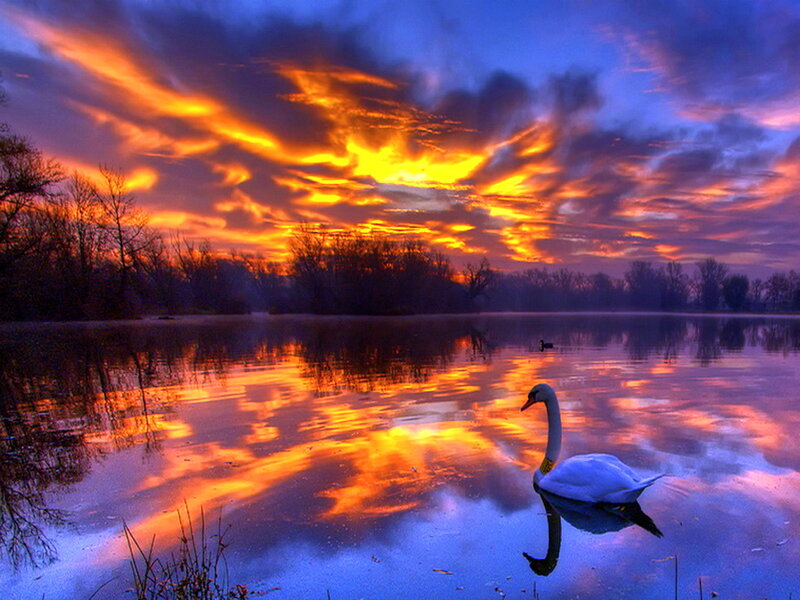 White Swan on Lake — Orange, Dramatic, Sunset, Photograph, Trees