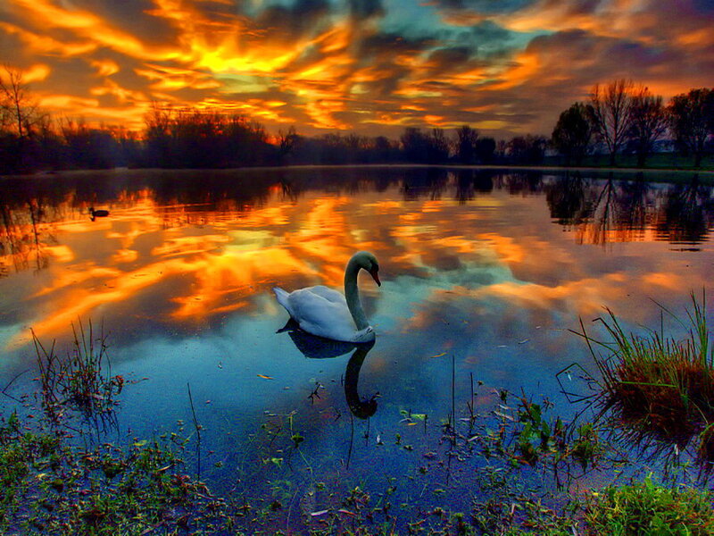 White Swan on Lake — Orange, Dramatic, Sunset