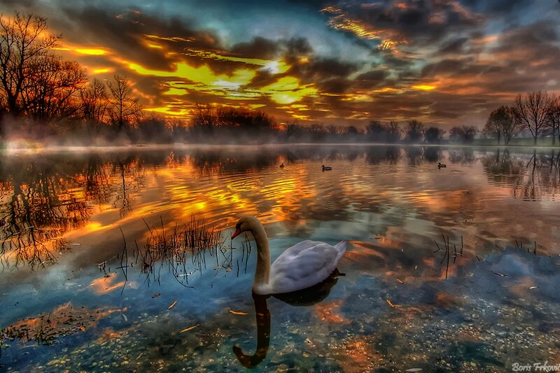 White Swan on Lake — Orange, Dramatic