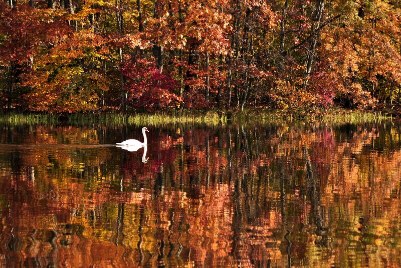White Swan on Lake — Orange, Serene, Autumn