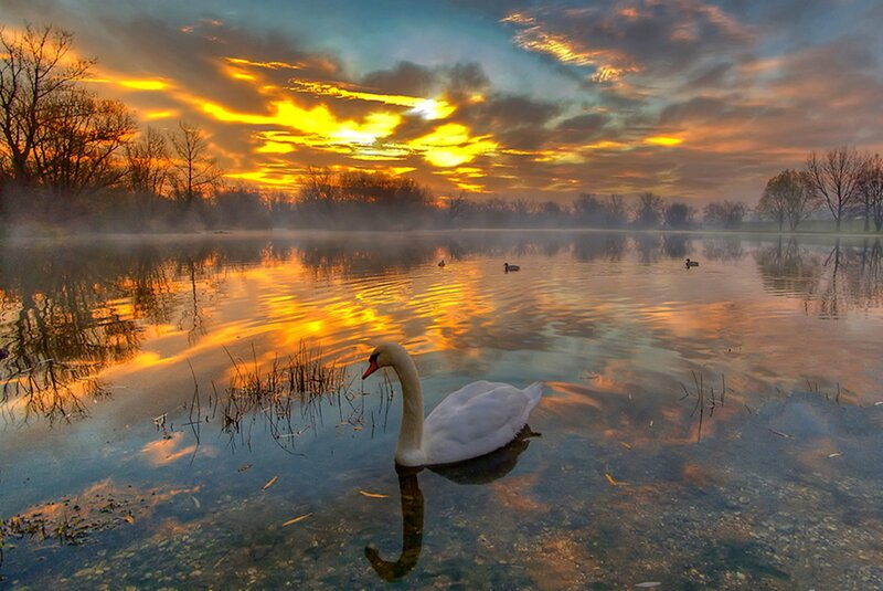 White Swan on Lake — Orange, Serene, Sunrise