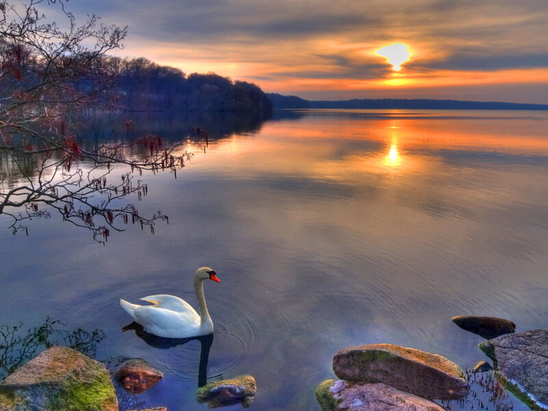 White Swan on Lake — Orange, Serene, Sunset, Photograph, Rocks