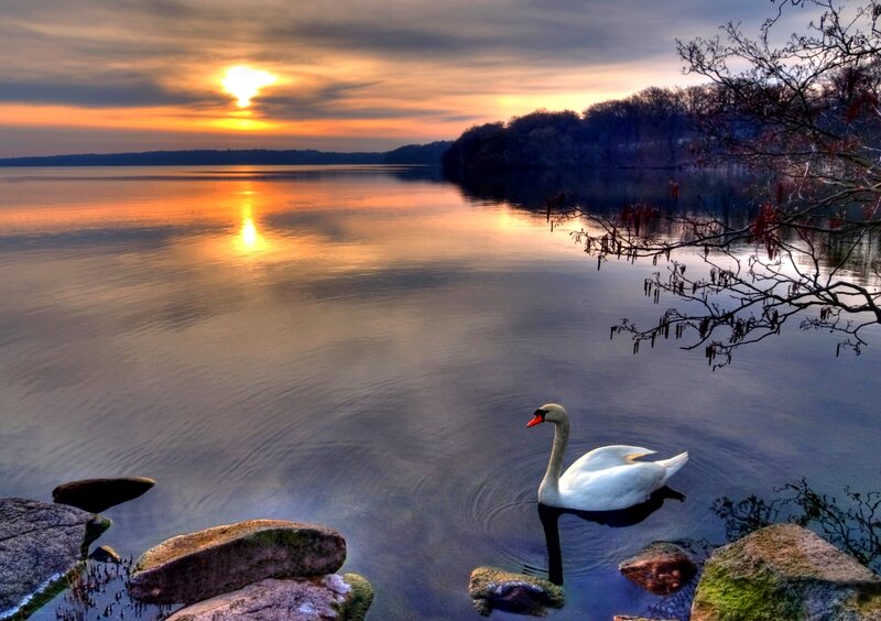 White Swan on Lake — Orange, Serene, Sunset, Photograph, Sun