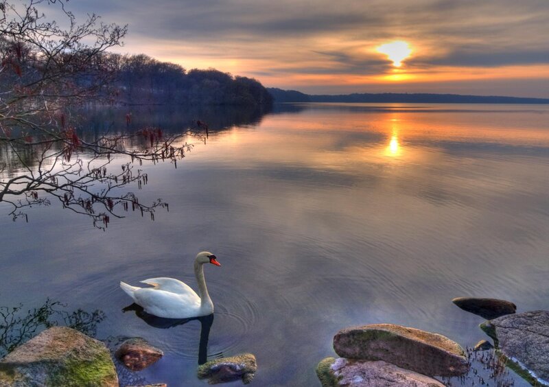 White Swan on Lake — Orange, Serene, Sunset, Photograph, Trees, Rocks