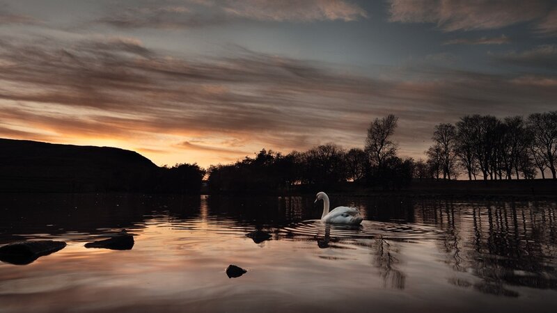 White Swan on Lake — Orange, Serene, Sunset, Photograph, Trees, Sky