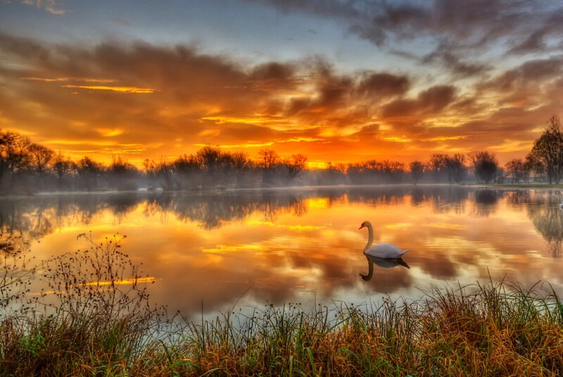 White Swan on Lake — Orange, Serene, Sunset