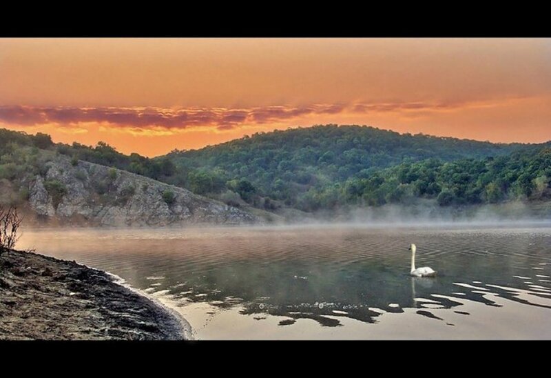 White Swan on Lake — Orange, Serene