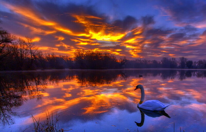 White Swan on Lake — Orange