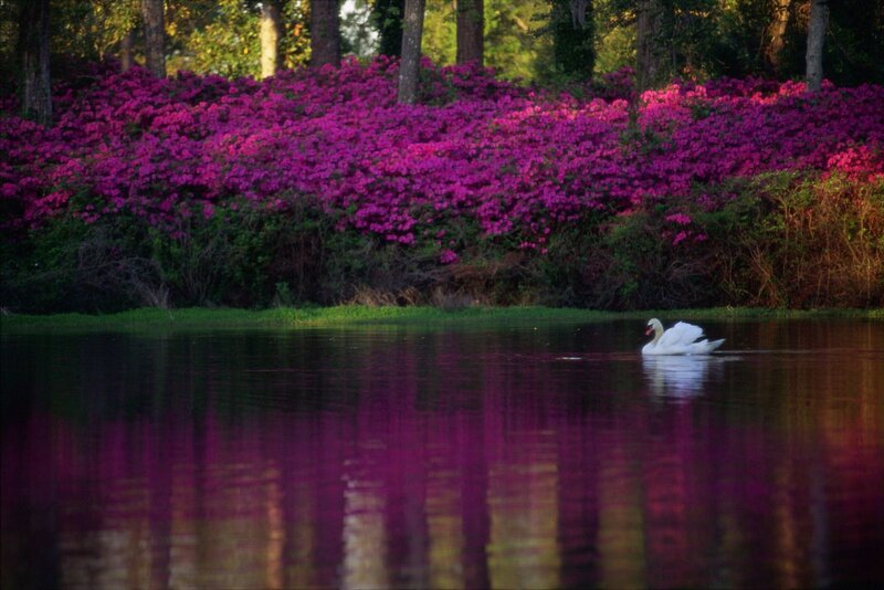 White Swan on Lake — Purple, Serene, Sunset, Photograph