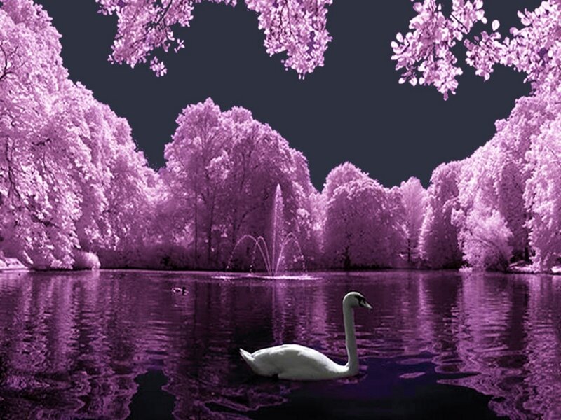 White Swan on Lake — Purple, Serene
