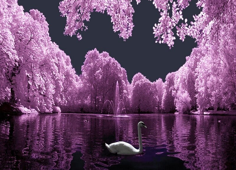 White Swan on Lake — Purple