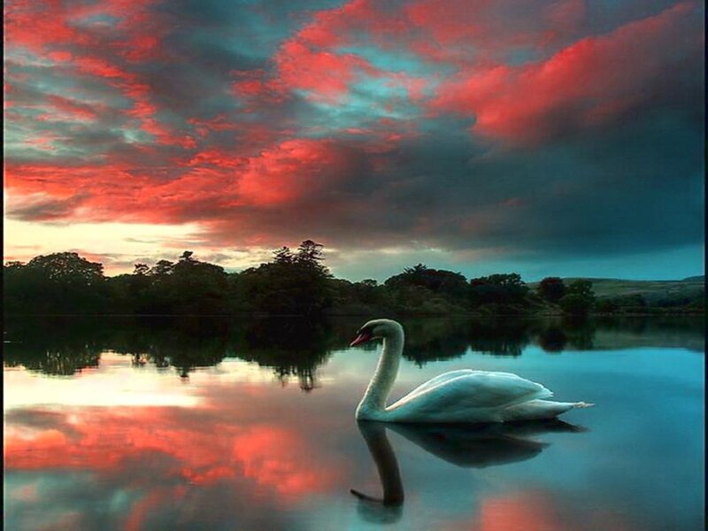 White Swan on Lake — Red, Dramatic