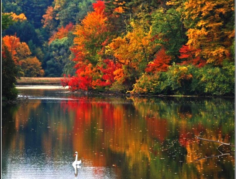 White Swan on Lake — Red, Serene