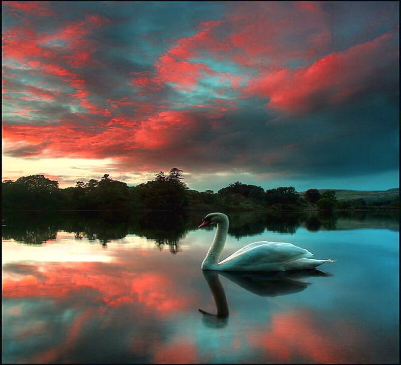 White Swan on Lake — Red