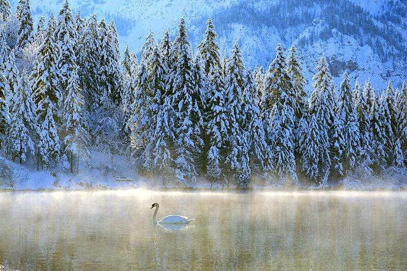White Swan on Lake — Serene