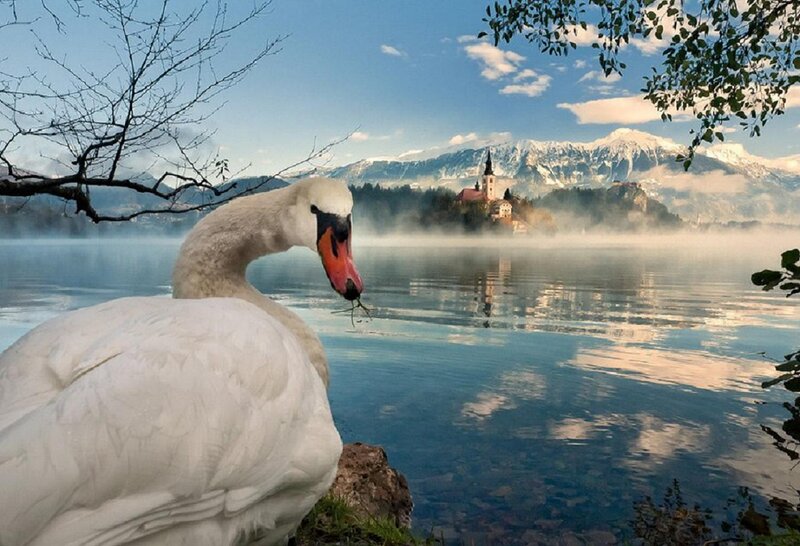 White Swan on Lake Shore — Blue