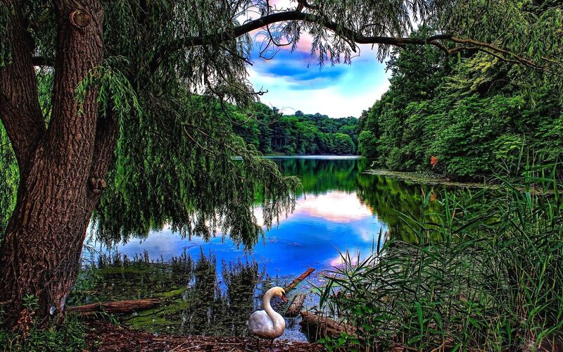 White Swan on Lake Shore — Green, Serene, Sunset