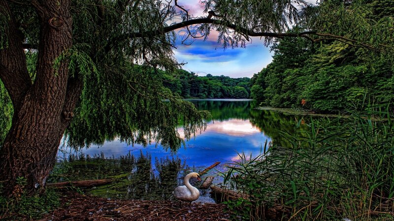White Swan on Lake Shore — Green, Serene