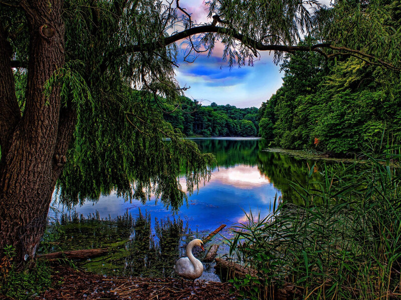White Swan on Lake Shore — Green