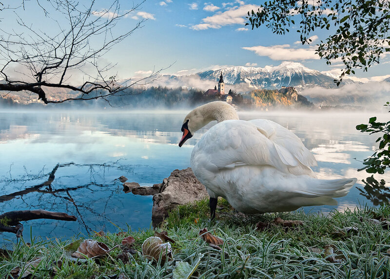 White Swan on Lake Shore