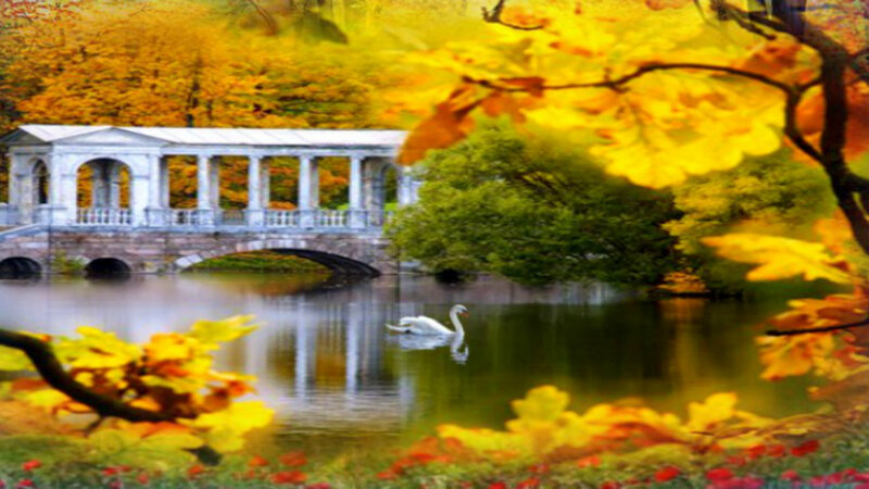 White Swan on Lake — Yellow, Serene