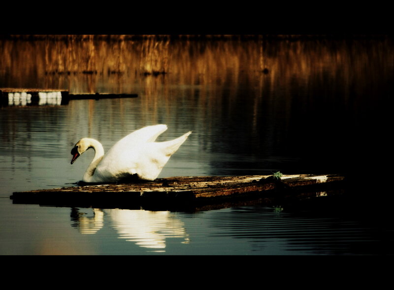 White Swan on Log