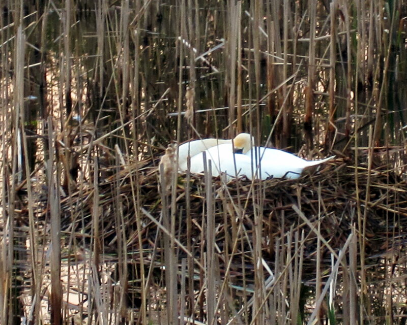 White Swan on Nest — Calm