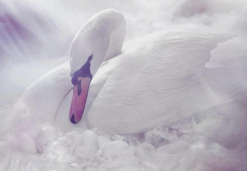 White Swan on Nest — Serene