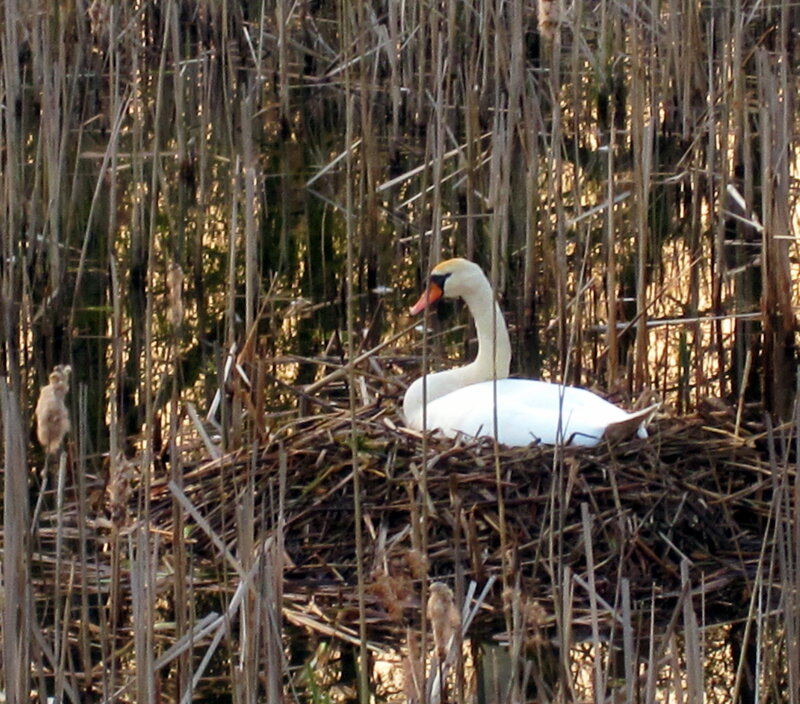White Swan on Nest