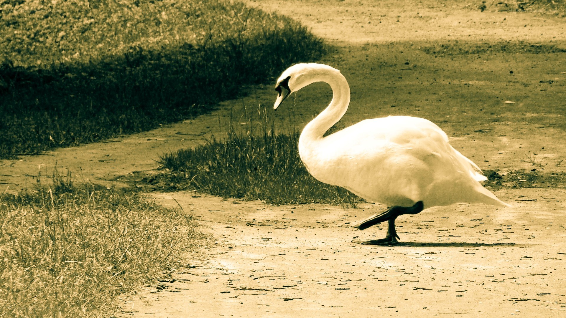 white swan on path