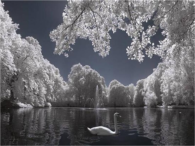 White Swan on Pond — Black, Serene