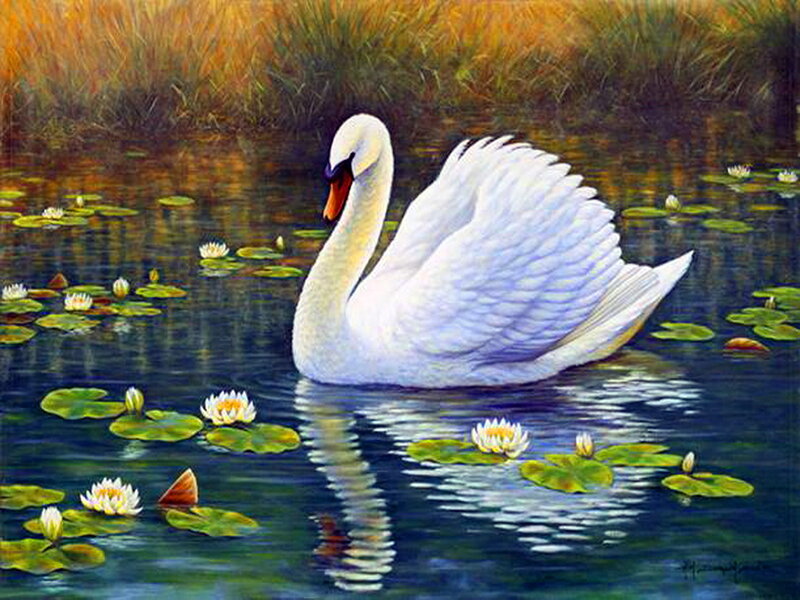 White Swan on Pond — Blue, Serene, Afternoon