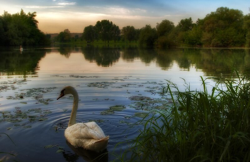 White Swan on Pond — Blue