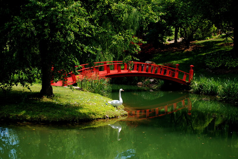 White Swan on Pond — Green, Serene, Afternoon, Photograph, Red Bridge