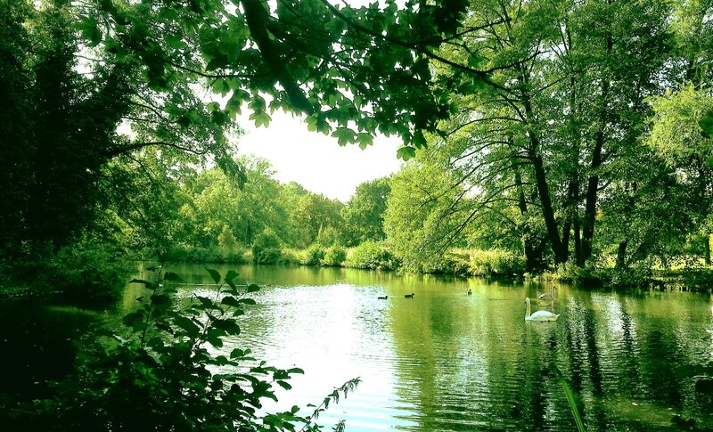 White Swan on Pond — Green, Serene, Afternoon, Photograph, Swans