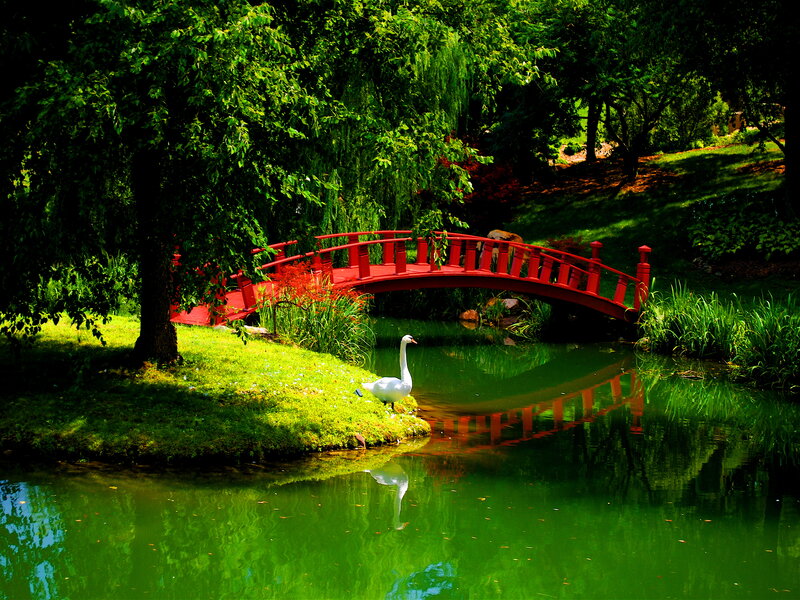 White Swan on Pond — Green, Serene, Afternoon, Photograph