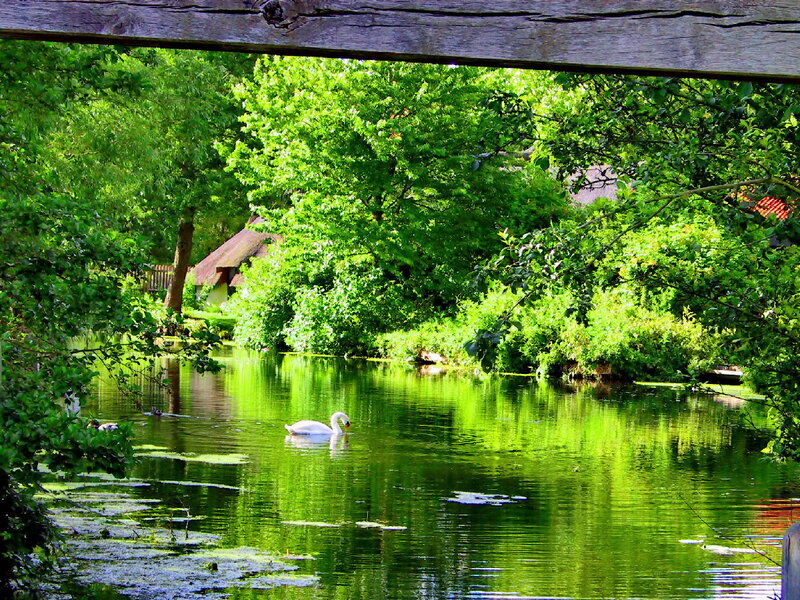 White Swan on Pond — Green, Serene, Afternoon, Photograph, Trees