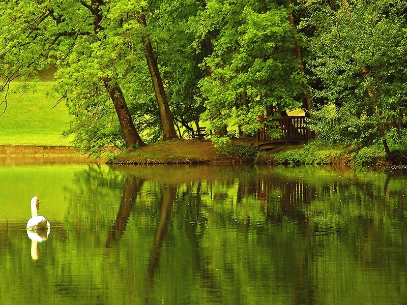 White Swan on Pond — Green, Serene, Afternoon