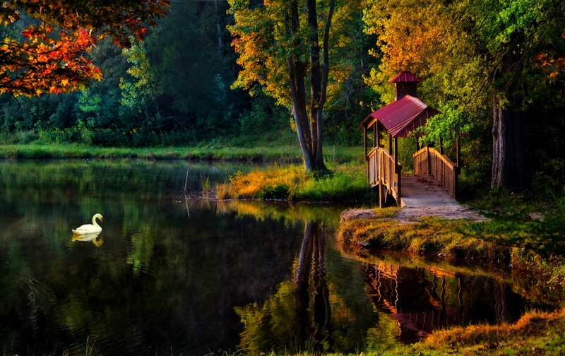 White Swan on Pond — Green, Serene, Autumn, Photograph