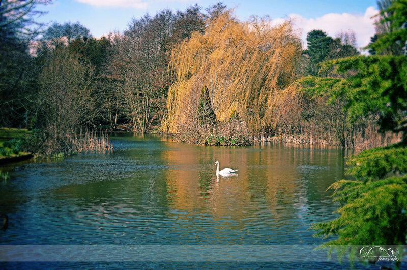 White Swan on Pond — Green, Serene, Autumn
