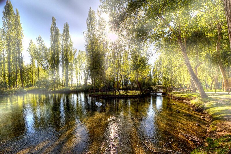 White Swan on Pond — Green, Serene, Morning, Photograph