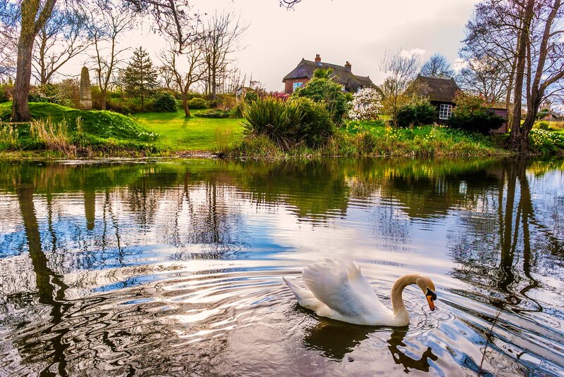 White Swan on Pond — Green, Serene, Spring, Photograph
