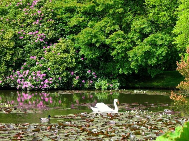 White Swan on Pond — Green, Serene, Spring