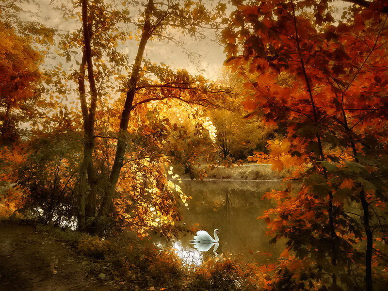 White Swan on Pond — Orange