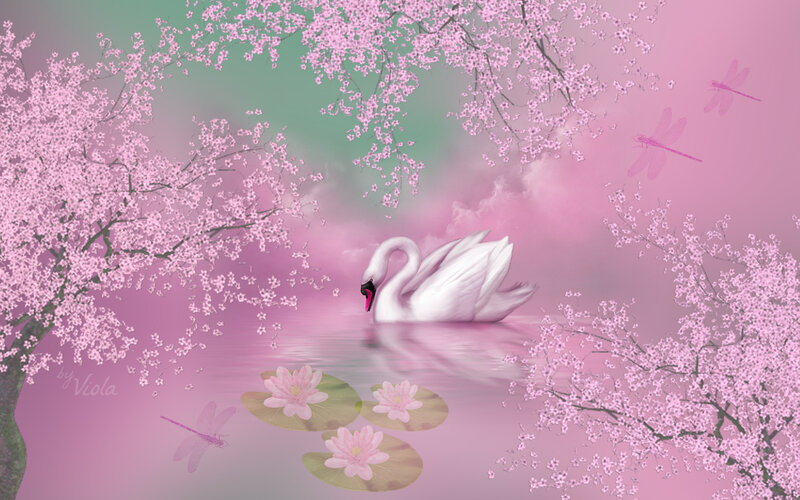 White Swan on Pond — Pink