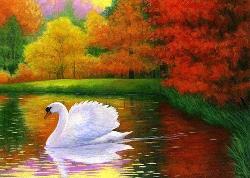 White Swan on Pond — Red